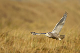 Image. Snowy Owl