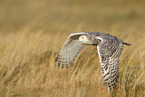 Image. Snowy Owl
