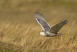 Image. Snowy Owl