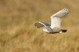 Image. Snowy Owl