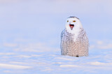 Image. Snowy Owl