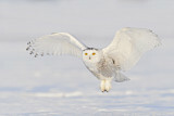 Image. Snowy Owl