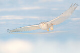 Image. Snowy Owl