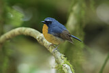 Image. Snowy-browed Flycatcher