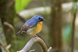 Image. Snowy-browed Flycatcher