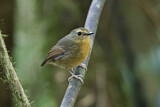 Image. Snowy-browed Flycatcher