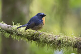 Image. Snowy-browed Flycatcher