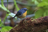 Image. Snowy-browed Flycatcher