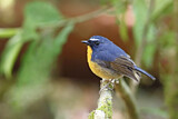 Image. Snowy-browed Flycatcher