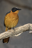 Image. Snowy-crowned Robin-chat