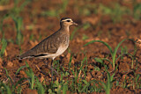Image. Sociable Lapwing