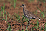 Image. Sociable Lapwing