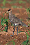 Image. Sociable Lapwing