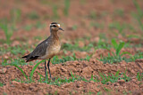 Image. Sociable Lapwing