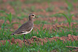 Image. Sociable Lapwing
