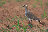 Image. Sociable Lapwing