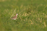 Image. Sociable Lapwing