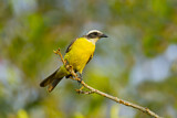 Image. Social Flycatcher