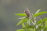 Image. Social Flycatcher