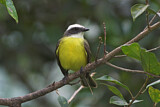 Image. Social Flycatcher