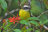 Image. Social Flycatcher