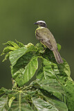 Image. Social Flycatcher