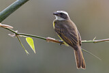 Image. Social Flycatcher