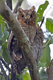 Image. Sokoke Scops Owl