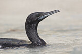 Image. Sokotrakormoran