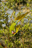 Image. Soldatenara