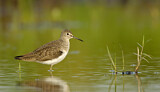 Image. Solitary Sandpiper