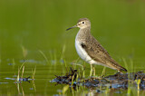 Image. Solitary Sandpiper