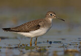 Image. Solitary Sandpiper
