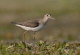 Image. Solitary Sandpiper