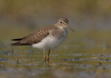 Image. Solitary Sandpiper