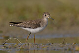 Image. Solitary Sandpiper