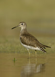 Image. Solitary Sandpiper