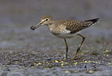 Image. Solitary Sandpiper