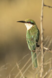Image. Somali Bee-eater