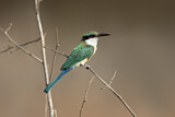 Image. Somali Bee-eater