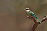 Image. Somalispint