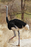 Image. Somalistrauß