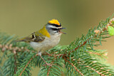 Image. Sommergoldhähnchen
