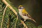 Image. Sommergoldhähnchen