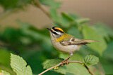 Image. Sommergoldhähnchen