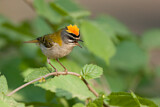 Image. Sommergoldhähnchen