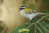 Image. Sommergoldhähnchen