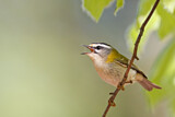 Image. Sommergoldhähnchen