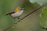 Image. Sommergoldhähnchen