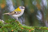 Image. Sommergoldhähnchen
